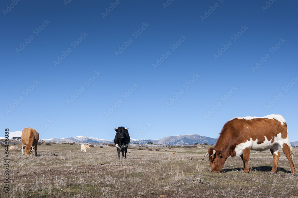 Cows grazing in the field