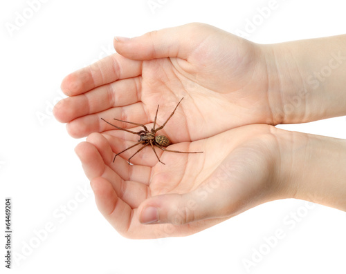 Spider in the childrens hands
