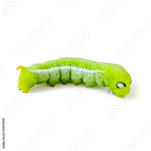 green caterpillar isolated on white background