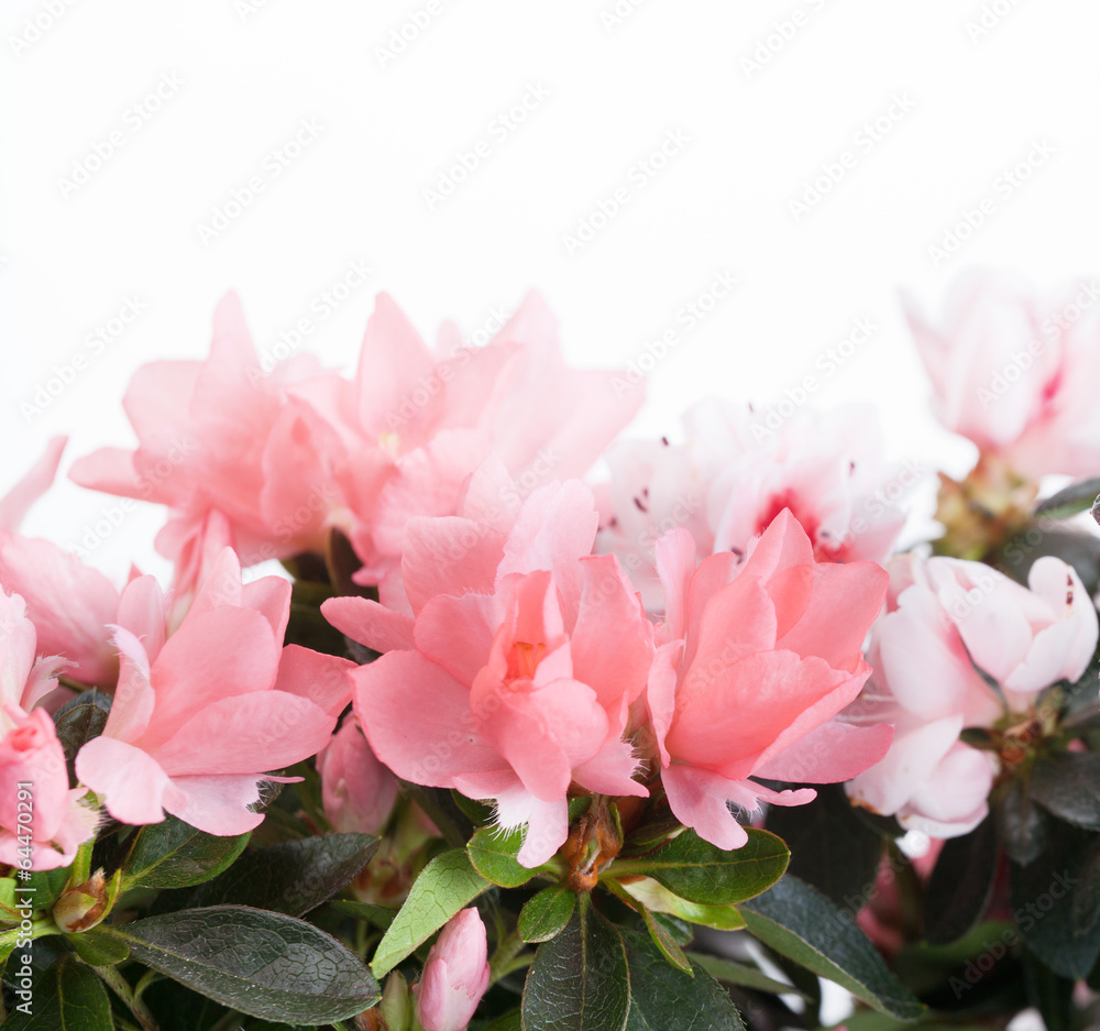 Blossoming azalea of salmon color close up Blossoming azalea of salmon color close up