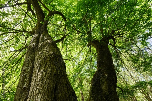 Huge maple tree
