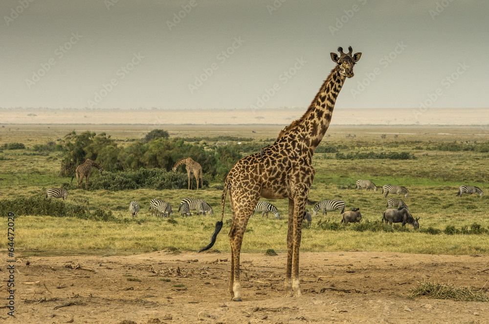 Obraz premium Giraffa, zebre e gnu nella savana