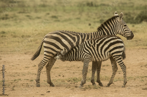 Zebra che allatta