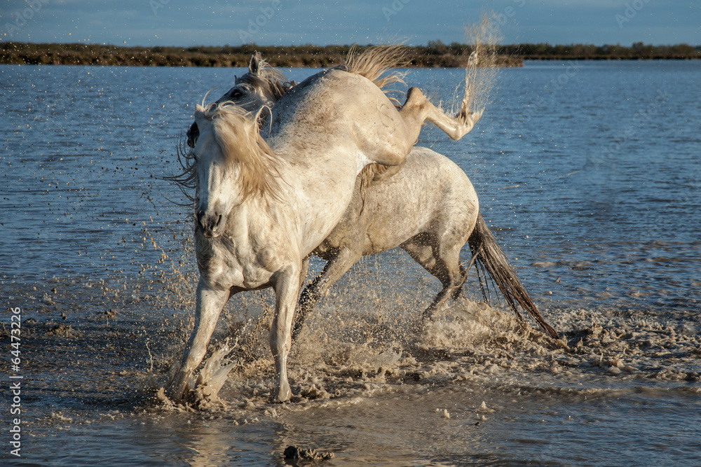 Naklejka premium kicking stallion