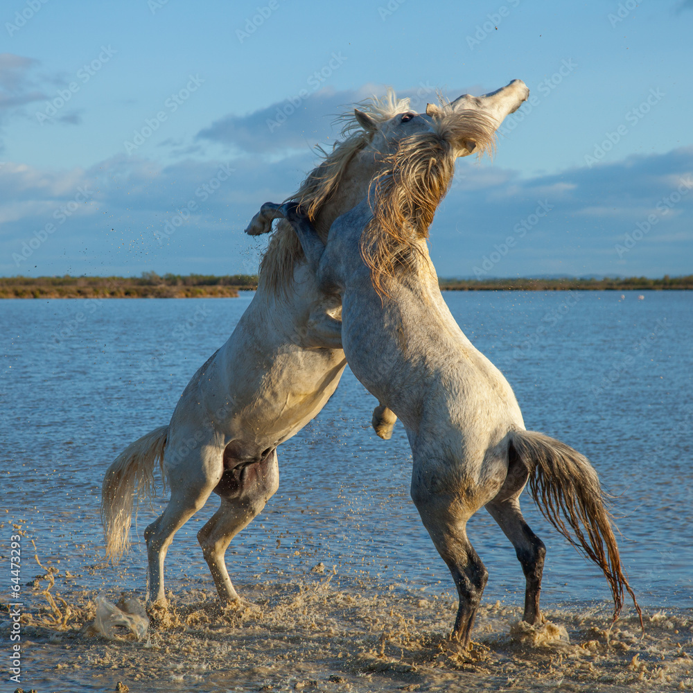 fighting stallions