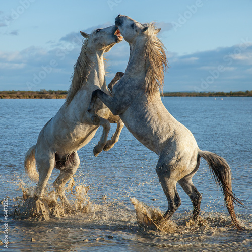 fighting stallions