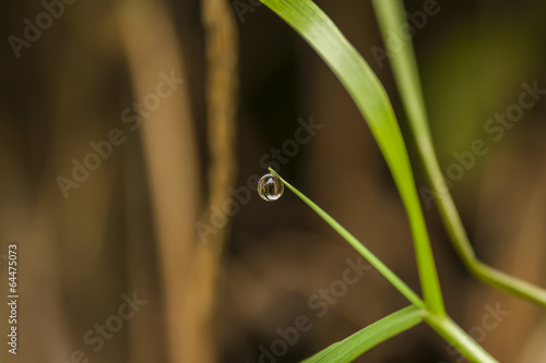 single drop of dew photo