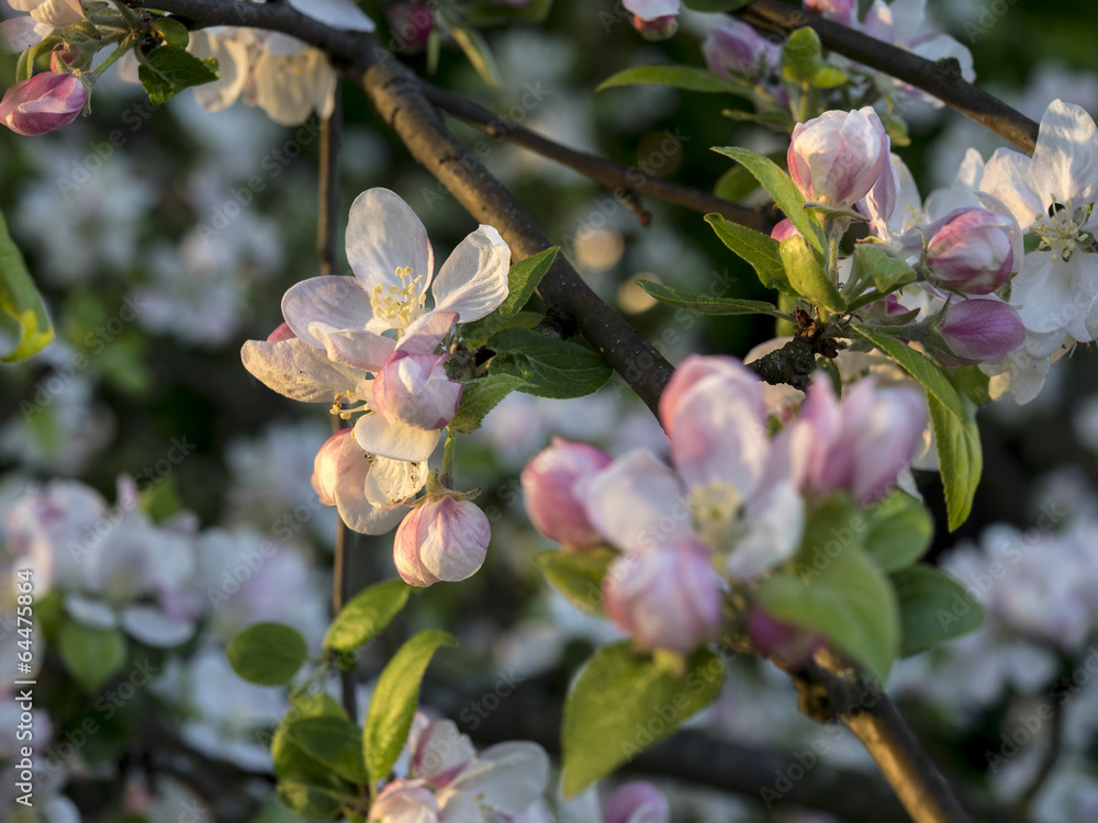 Blossoming apple tree brunch with white flowers Blossoming apple tree brunch with white flowers