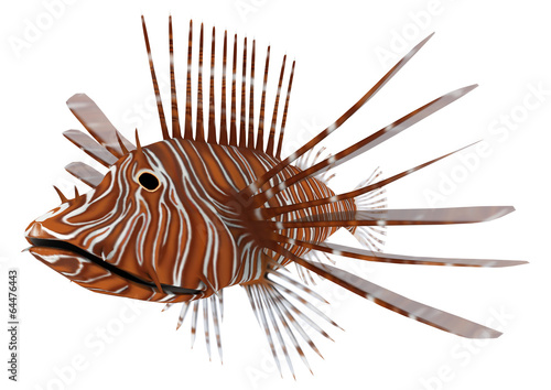 Pterois or Lionfish