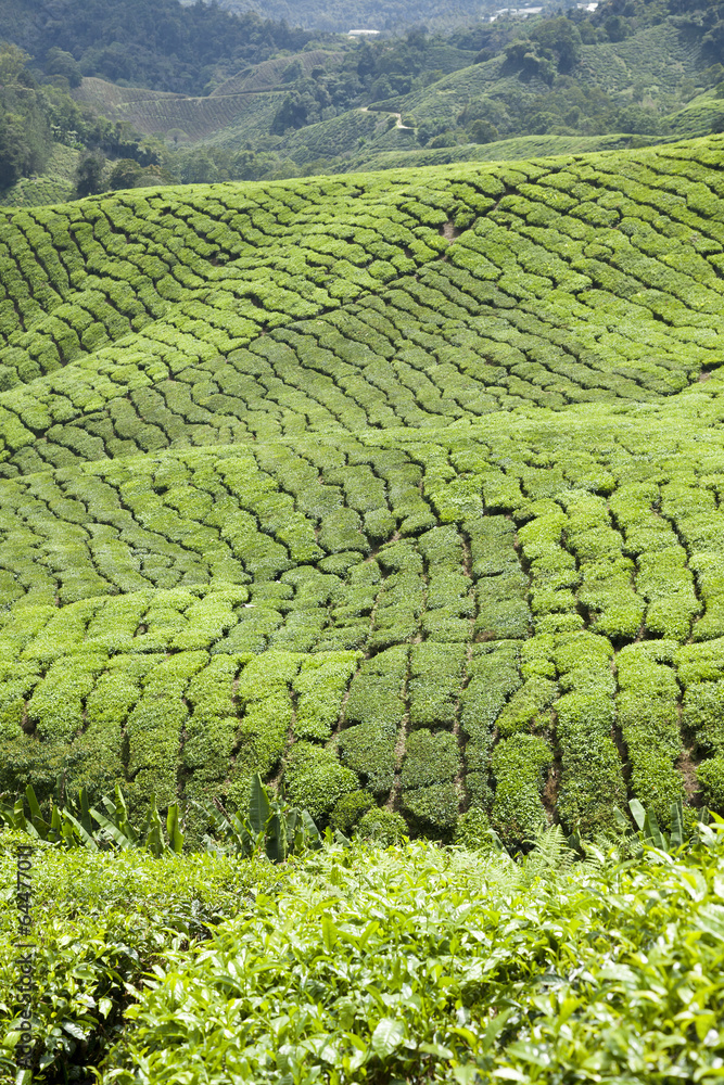 Cameron Highlands tea plantation in Malaysia Cameron Highlands tea plantation in Malaysia