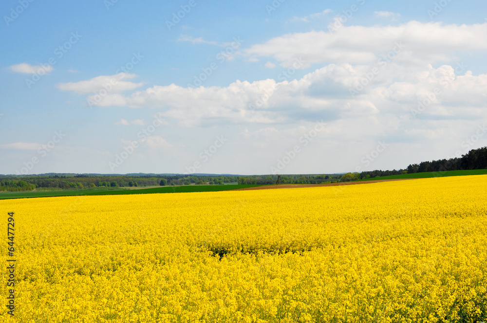 Rapsfeld in Brandenburg