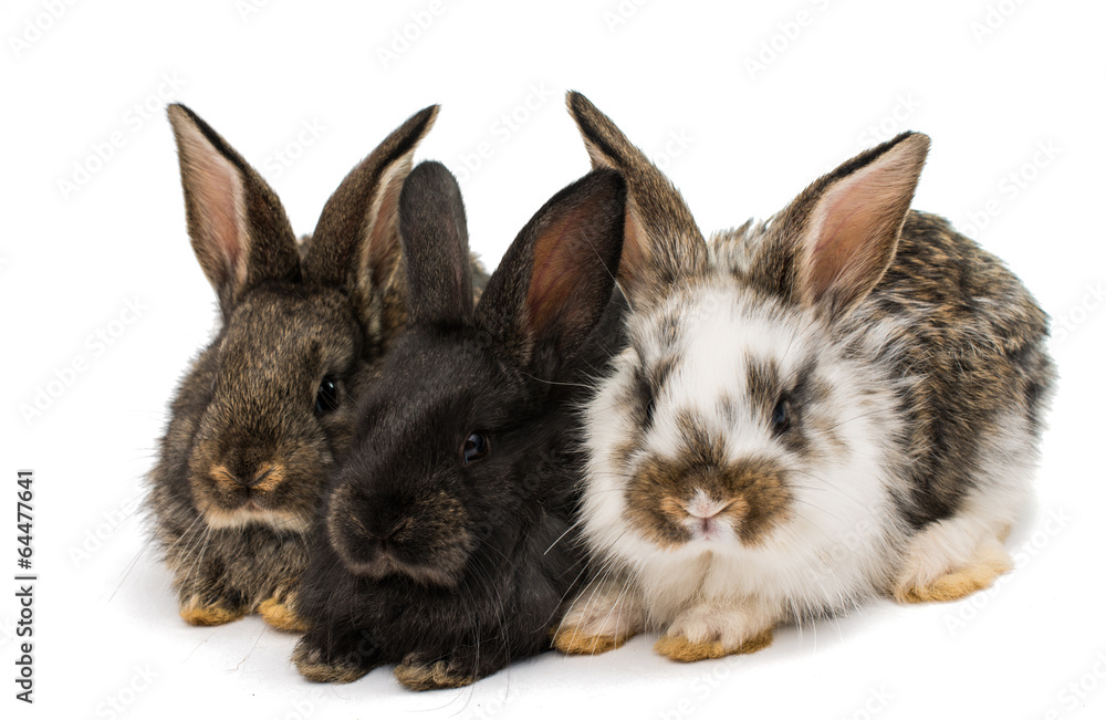 Obraz premium little rabbits