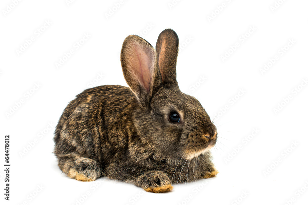 little rabbits little rabbits