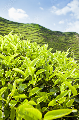 Cameron Highlands tea plantation in Malaysia