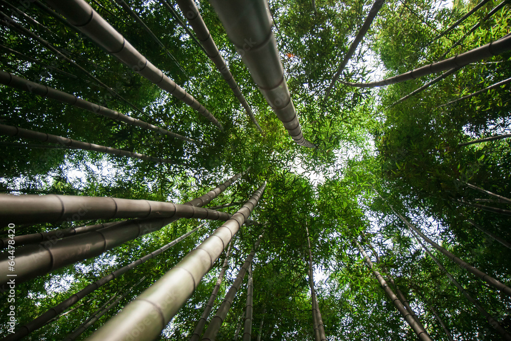 Obraz premium bamboo forest in Damyang, South Korea