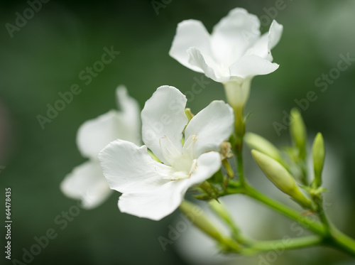 white oleander