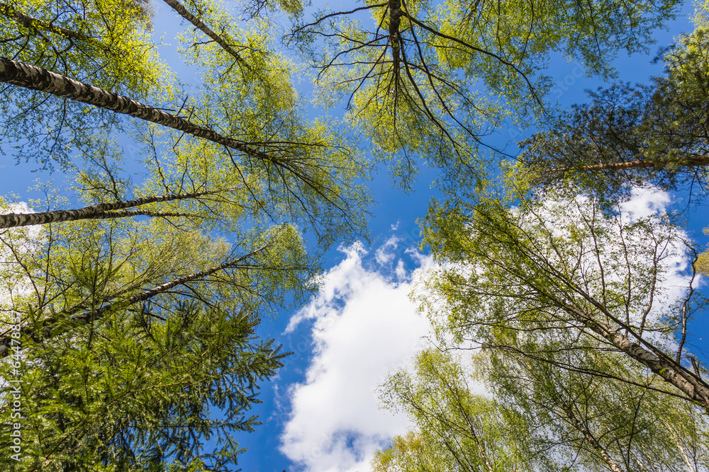 Obraz premium Looking up to the sky in forest