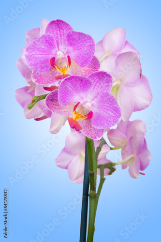 pink orchid on blue background