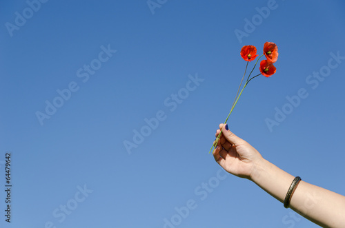 Fototapeta Naklejka Na Ścianę i Meble -  Woman hand hold poppy flower blooms on blue sky