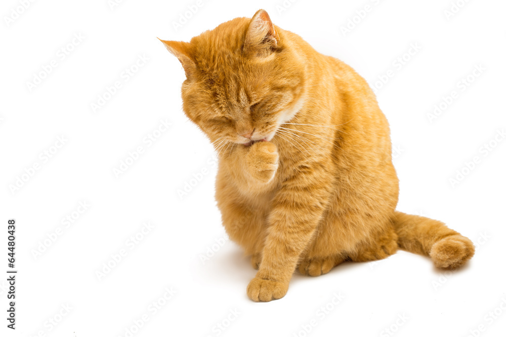 Fototapeta premium ginger cat isolated