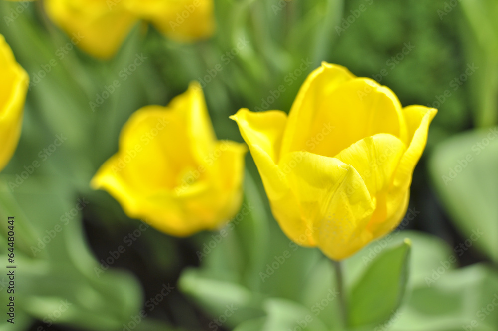Yellow tulip Yellow tulip