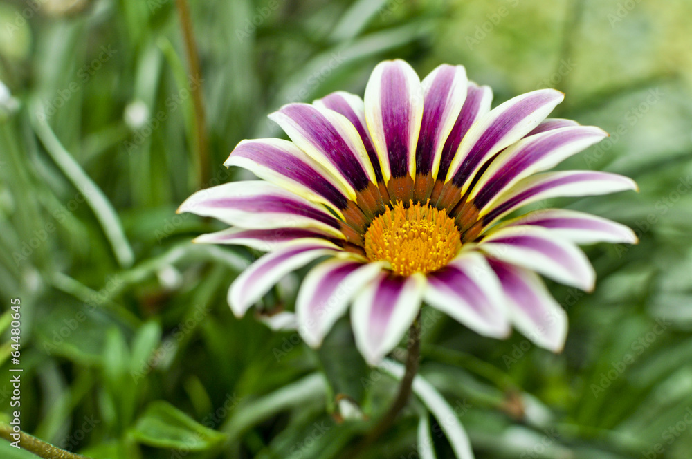 Obraz premium Purple Daisy