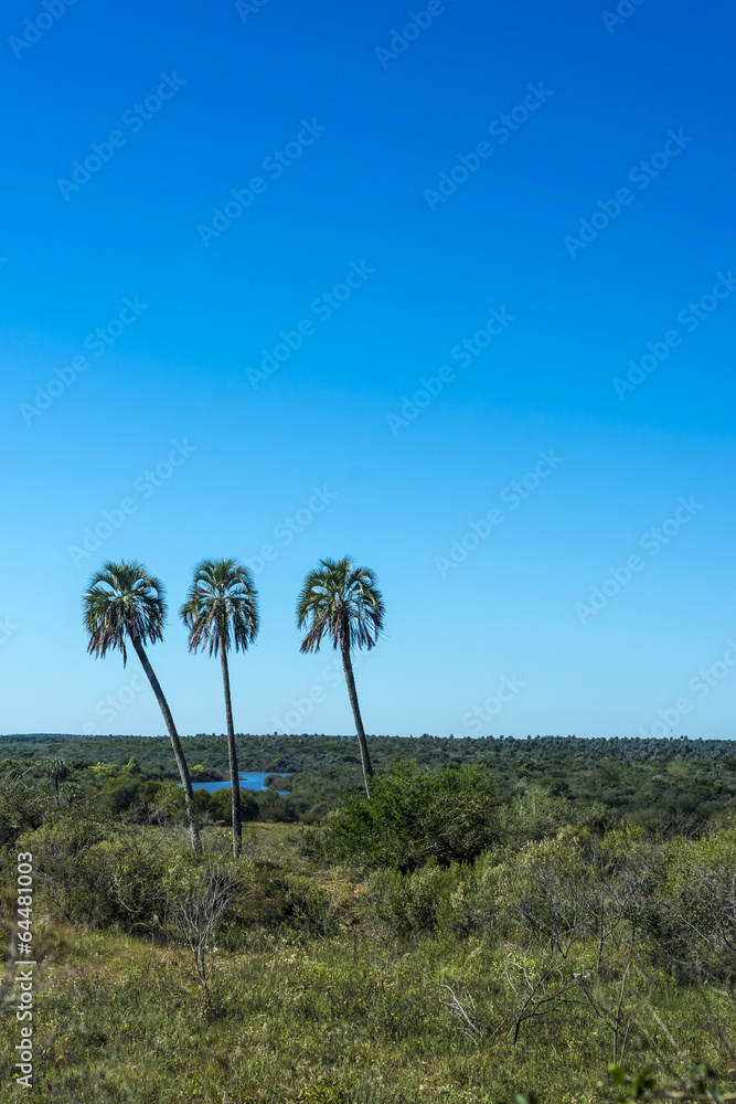 Obraz premium Palms on El Palmar National Park, Argentina