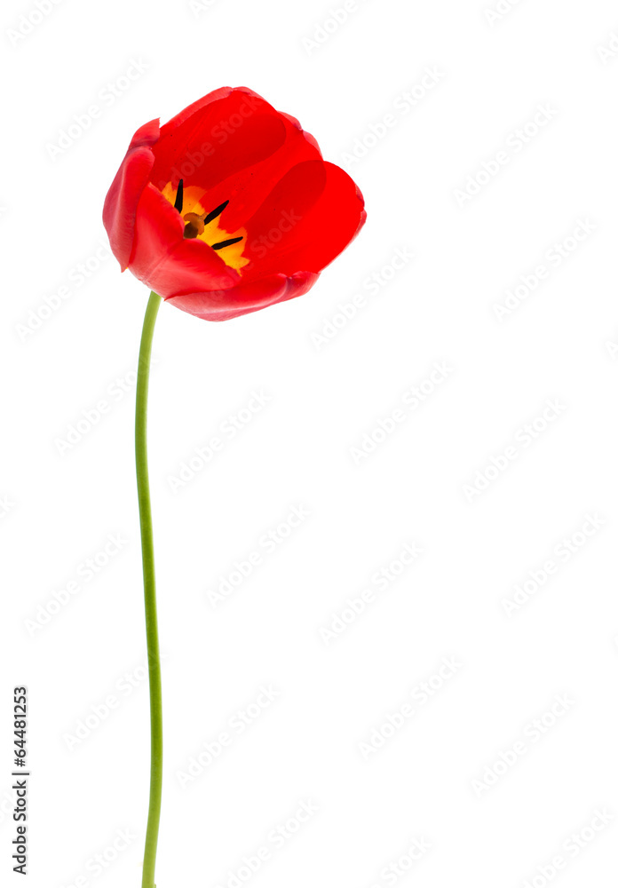 red tulips isolated red tulips isolated