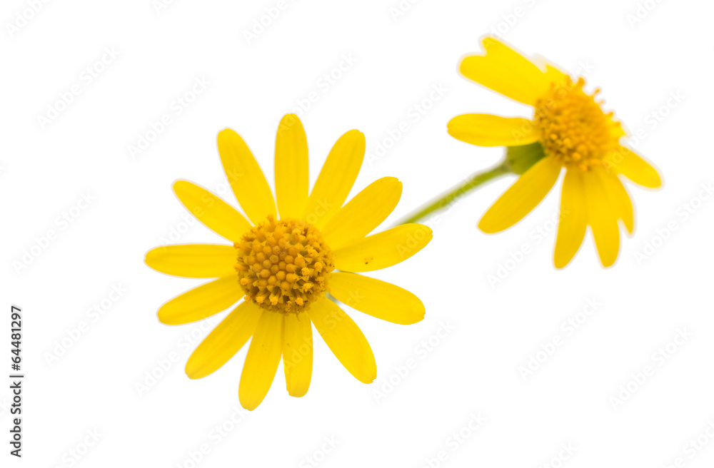 custom made wallpaper toronto digitalyellow flower