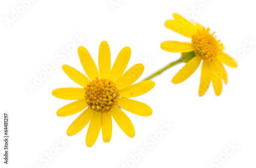 Wallpaper Mural yellow flower Torontodigital.ca