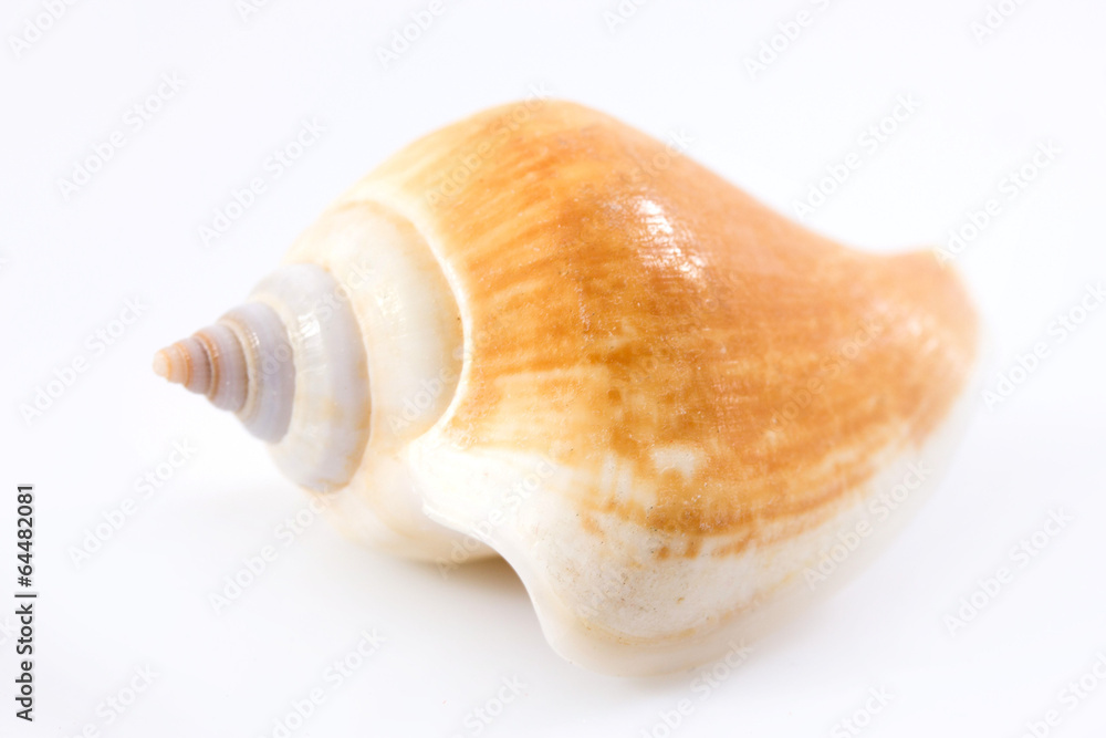 Seashells Seashells