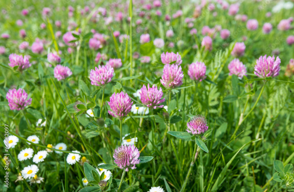Red clover from close