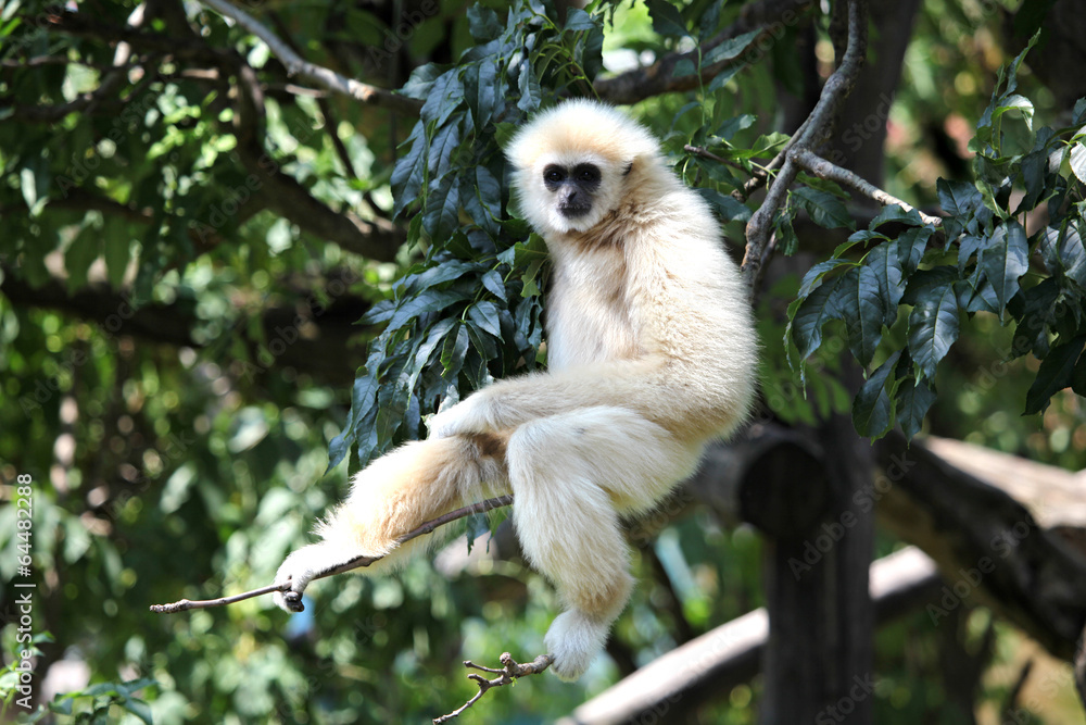 In Baum hängender Gibbon In Baum hängender Gibbon