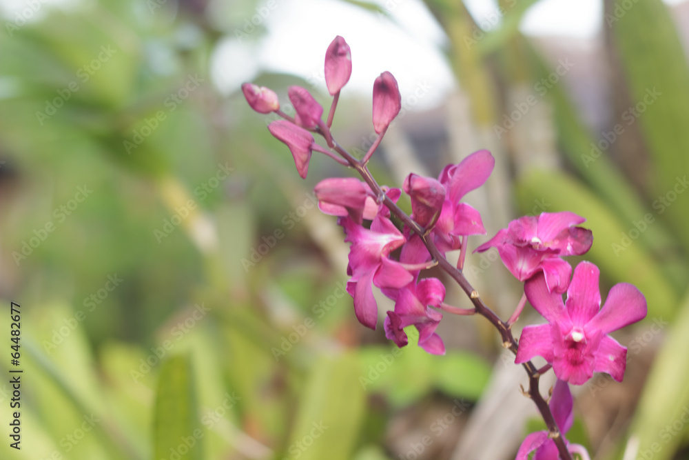 Pink orchid in the garden Pink orchid in the garden