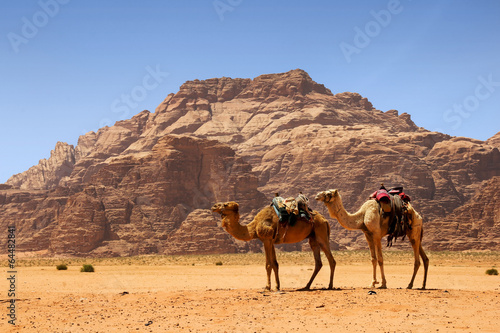 Camels in desert  Wadi Rum. Jordan