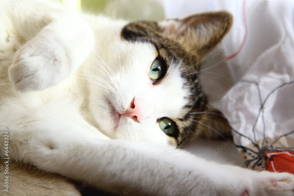 Weiß-getigerte Katze im Sonnenlicht Weiß-getigerte Katze im Sonnenlicht