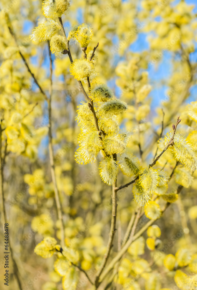 flowering willow flowering willow