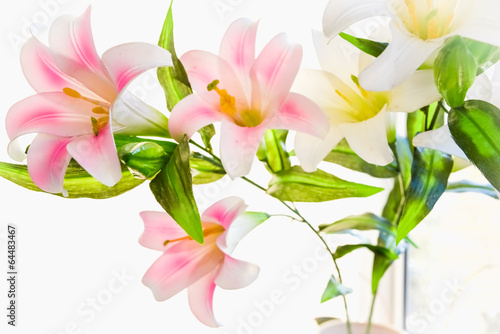 Fototapeta Naklejka Na Ścianę i Meble -  lily