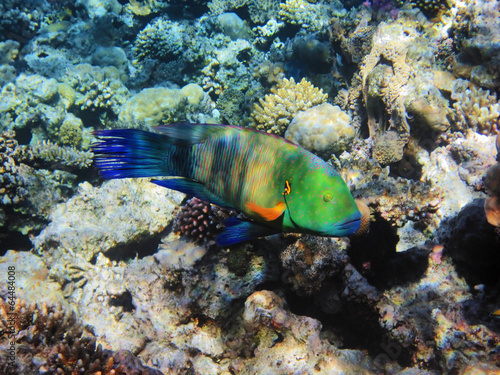 Tropical fish on the coral reef in Red Sea, Egypt