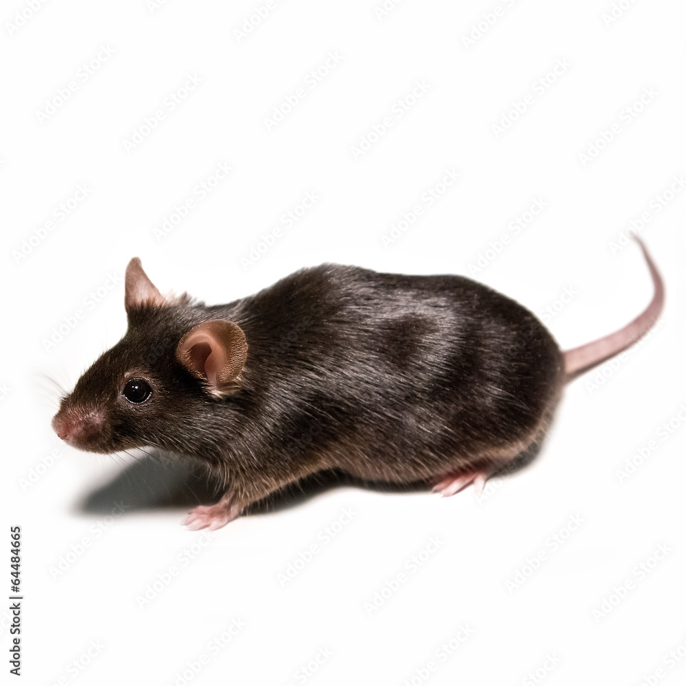 Black lab mouse isolated on white background, Germany Stock Photo | Adobe  Stock