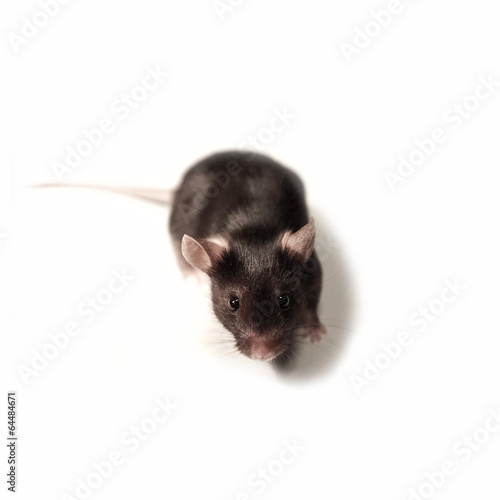 Black lab mouse isolated on white background, Germany