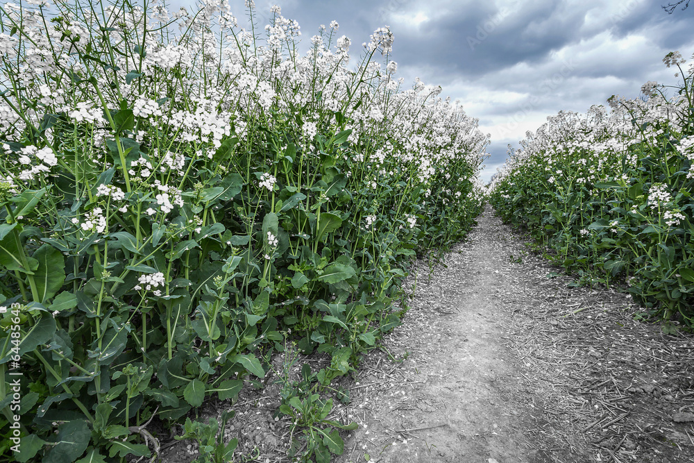 Rape Seed Rape Seed