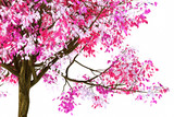3d render image of pink spring tree