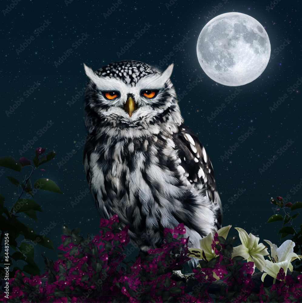 The owl and the moon The owl and the moon