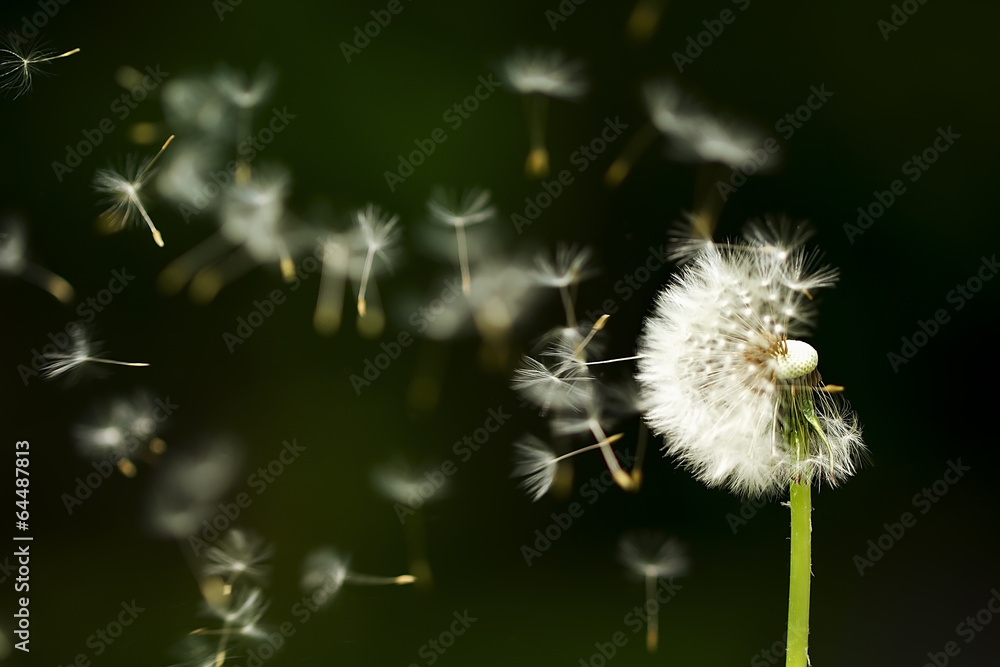 dandelion with flying seeds