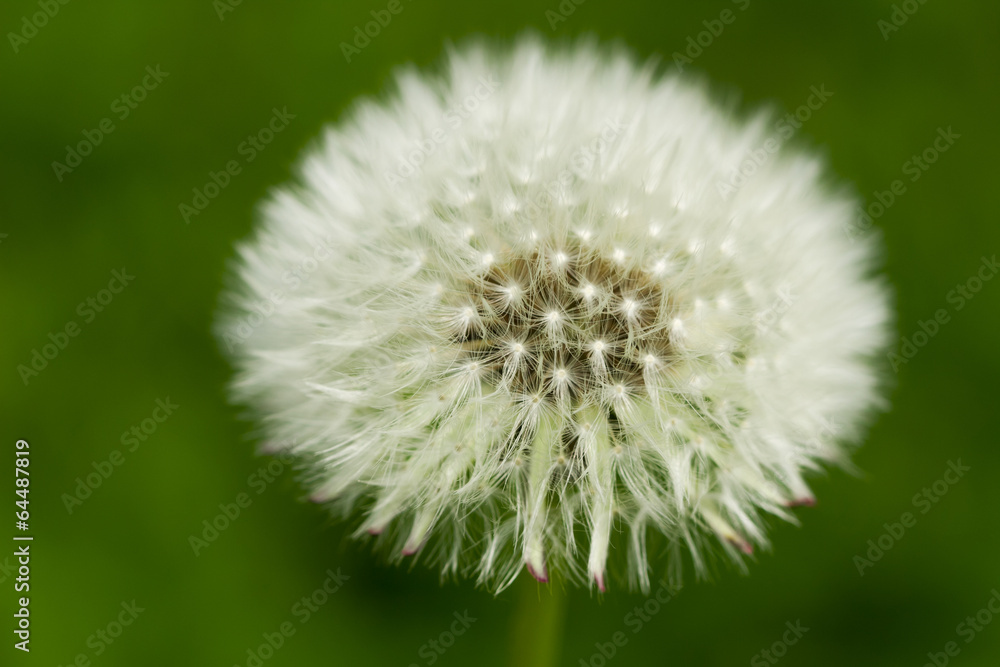 macro one white fluffy dandelion macro one white fluffy dandelion