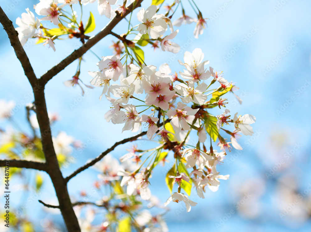 White Spring Blossoms of Cherry. Flowers Outdoor White Spring Blossoms of Cherry. Flowers Outdoor
