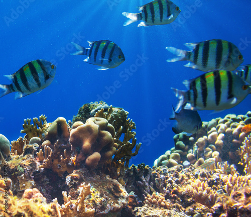 Coral fish