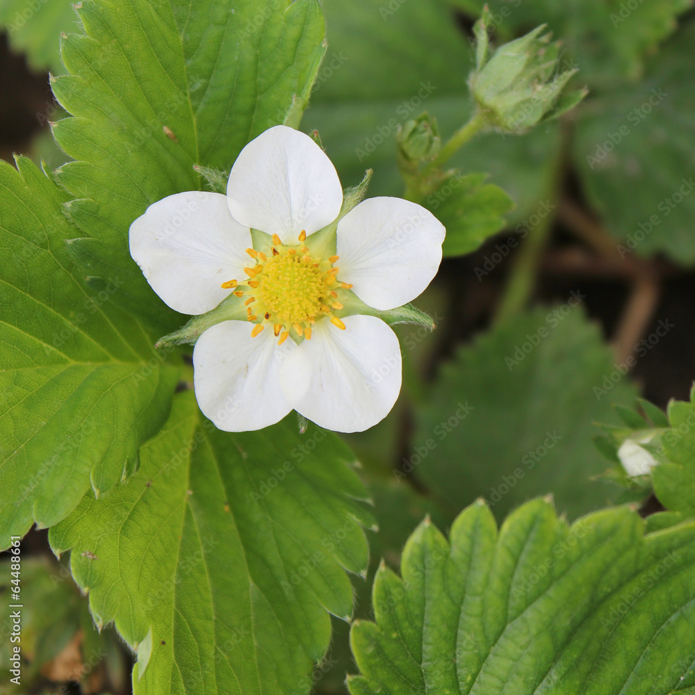 closeup of strawberry flower with green leaves closeup of strawberry flower with green leaves