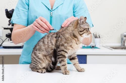 Fototapeta Naklejka Na Ścianę i Meble -  Young female veterinary caring of a cute cat
